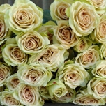Green Rosever Roses Ramifies d'Equateur Ethiflora